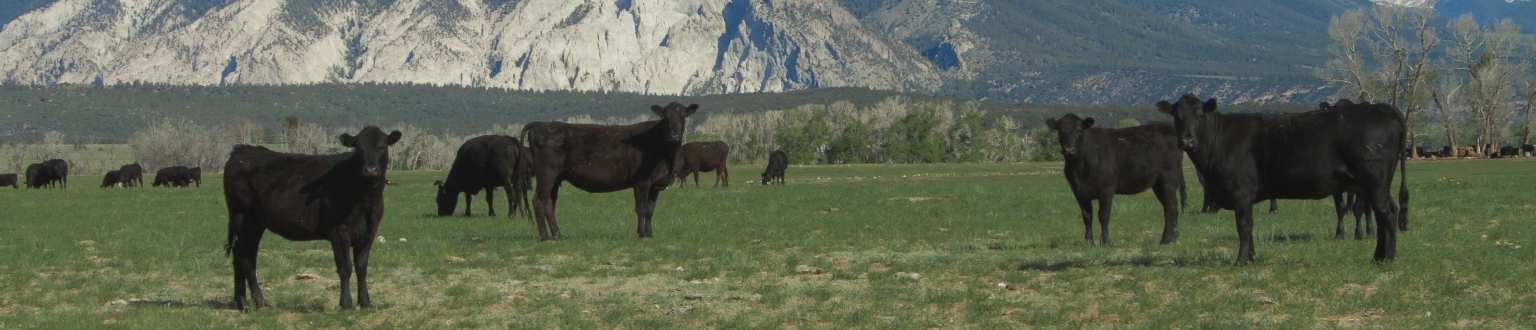 Chaffee County banner image